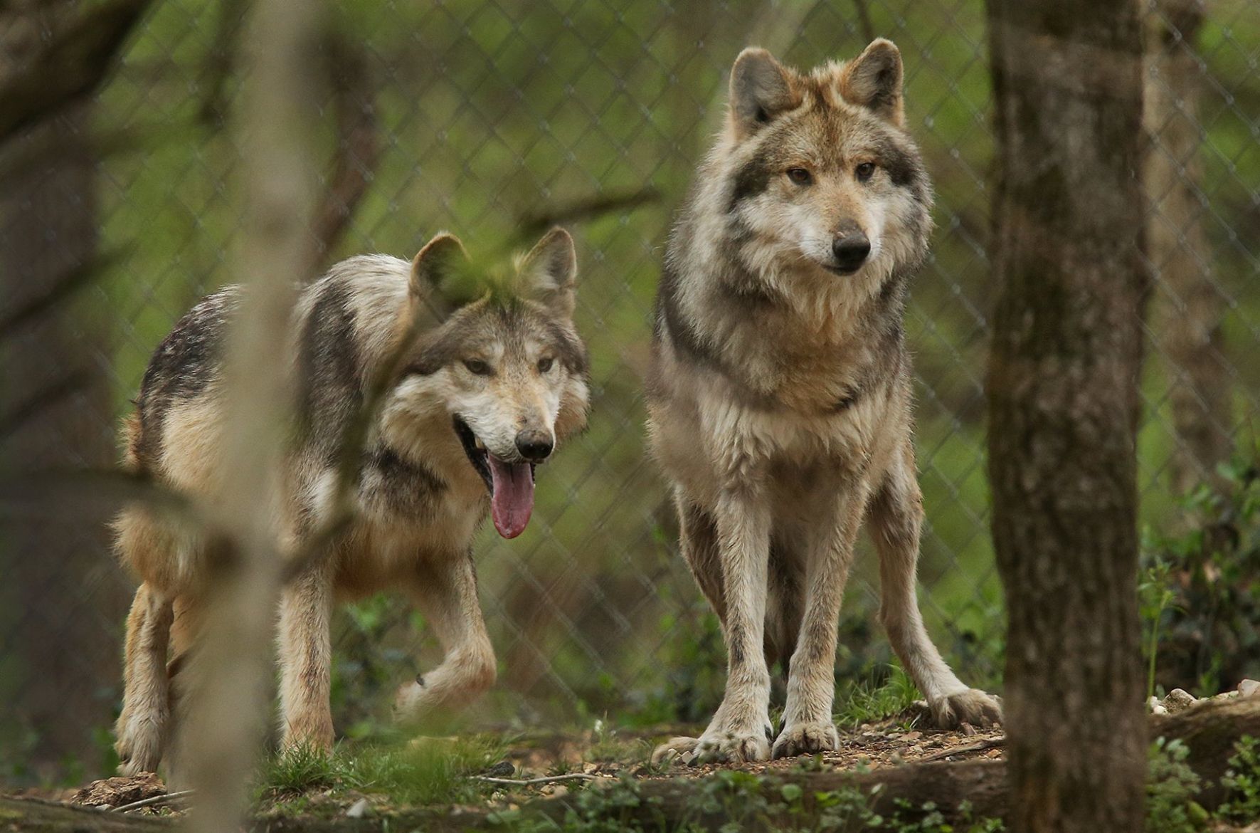 Wolf Center helps repopulate the world with wolves